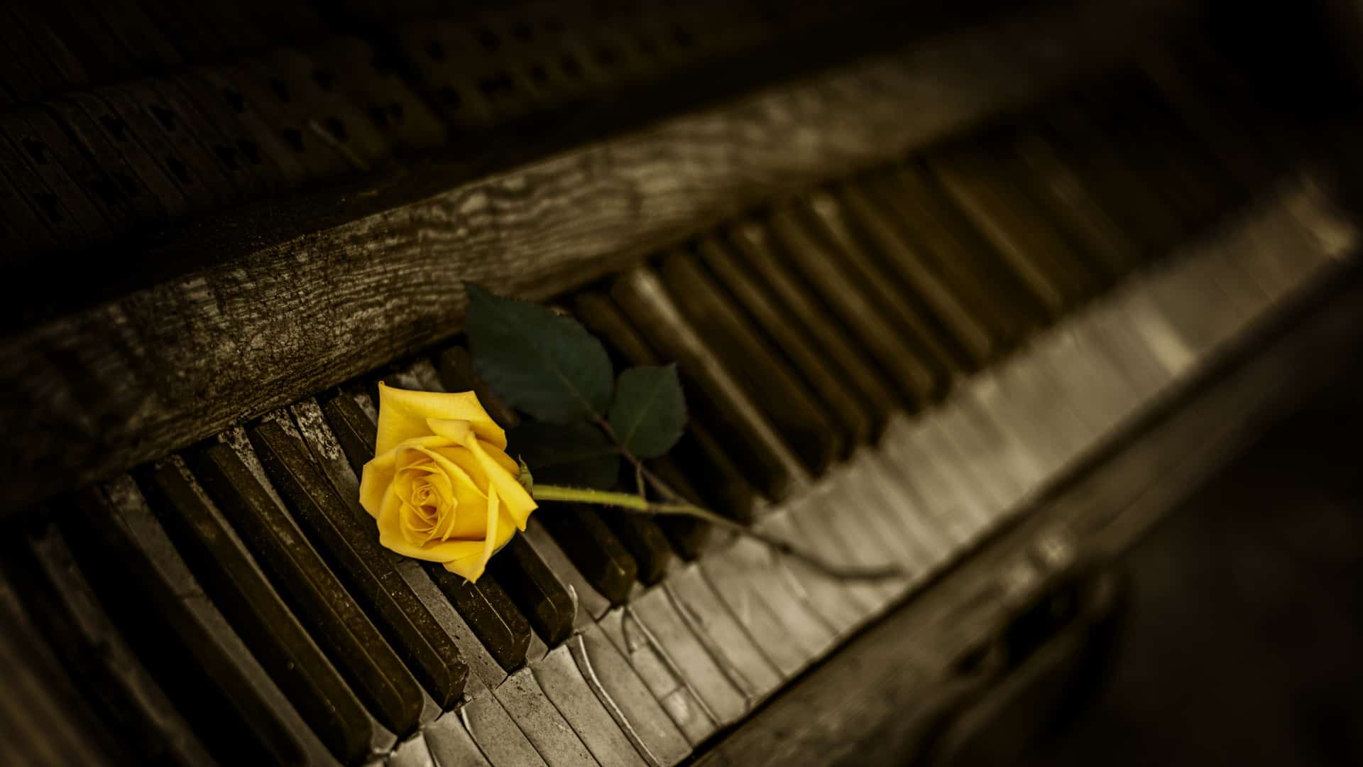 Yellow Roses for Goodbyes | Jackie Keswick